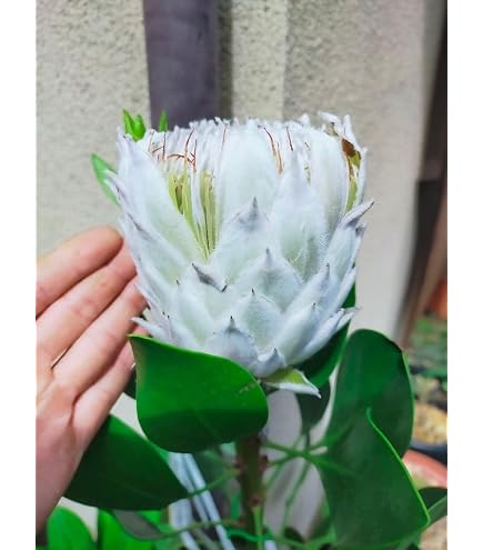 Amazon.co.jp: プロテア ニオベ 苗 : DIY・工具・ガーデン
